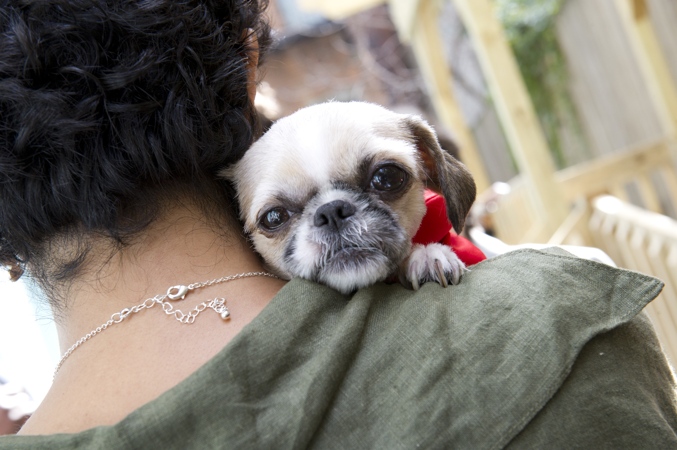 New Study From Urban Resource Institute Reveals Connection Between Domestic Violence and Pet Ownership